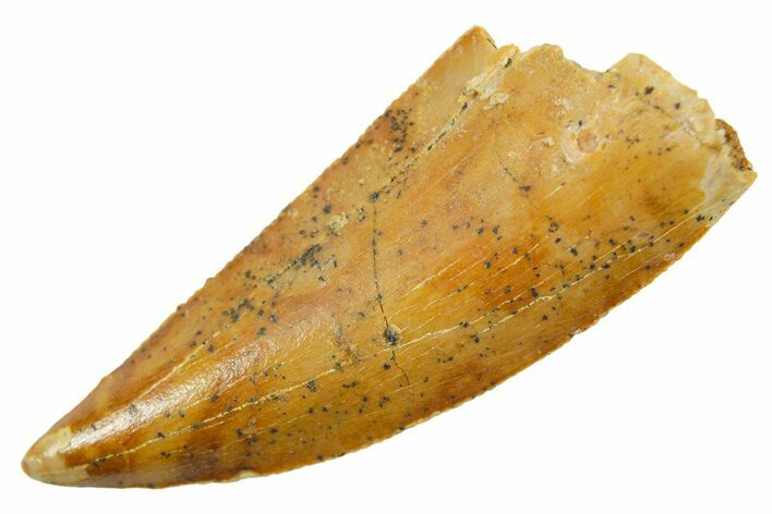 / Raptor Tooth - Real Dinosaur Tooth #364838
